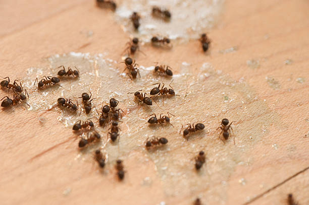 Best Bed Bug Extermination  in Celebration, FL